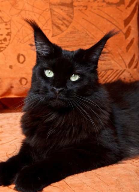 Интересно, что у нас сегодня на ужин