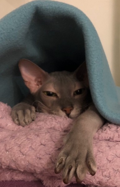 Каждый день будите, дайте хоть в выходной отоспаться