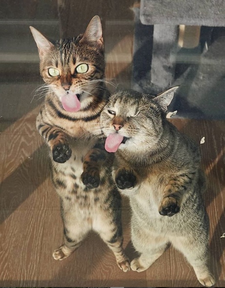 Угорать, мы мастера