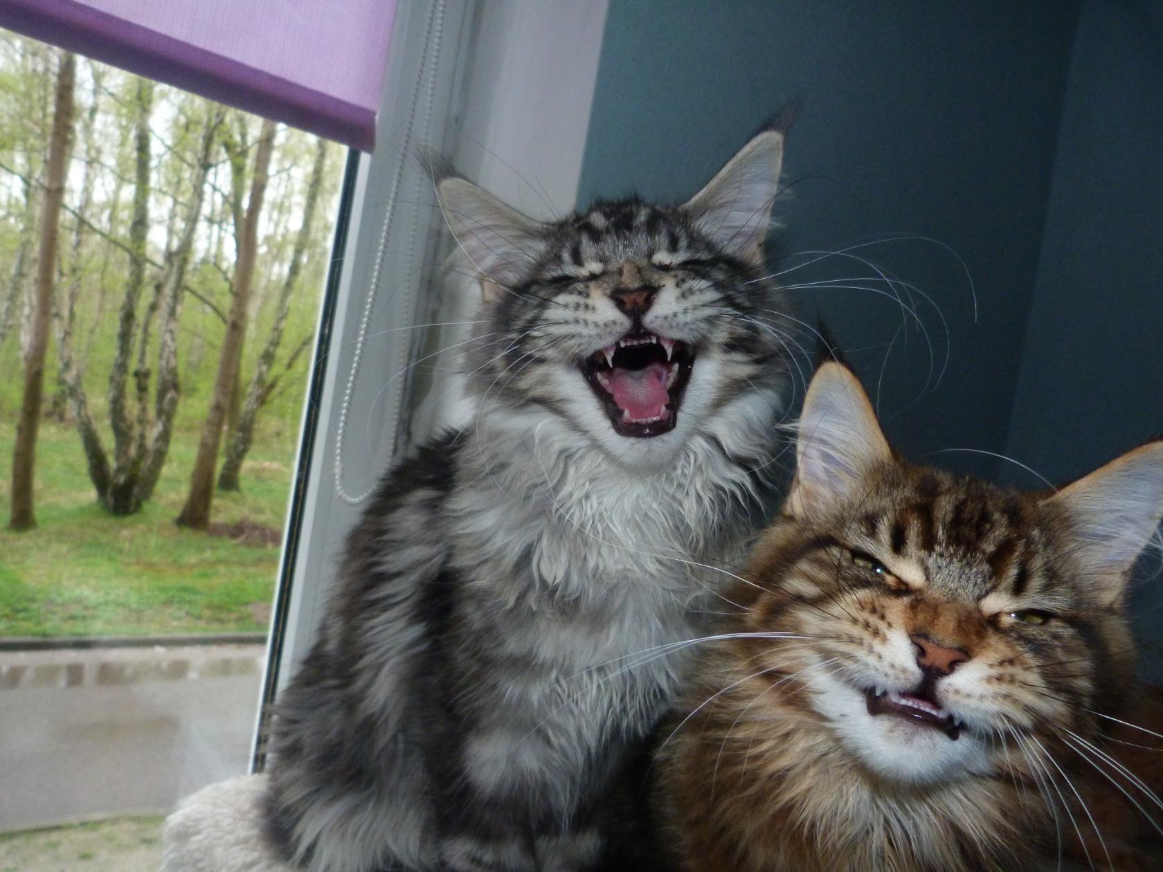 Ворона у собаки кость отобрала, во дела