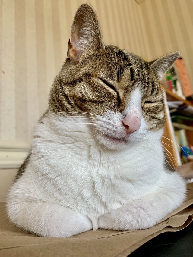 Я не сплю, просто глазки прикрыл