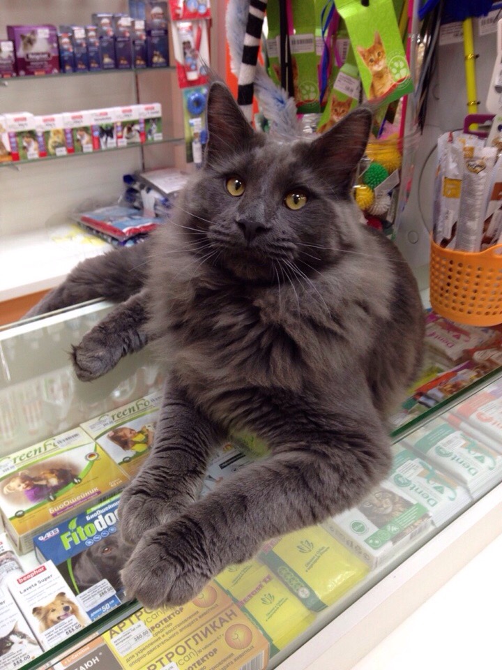 Могу посоветовать, что взять