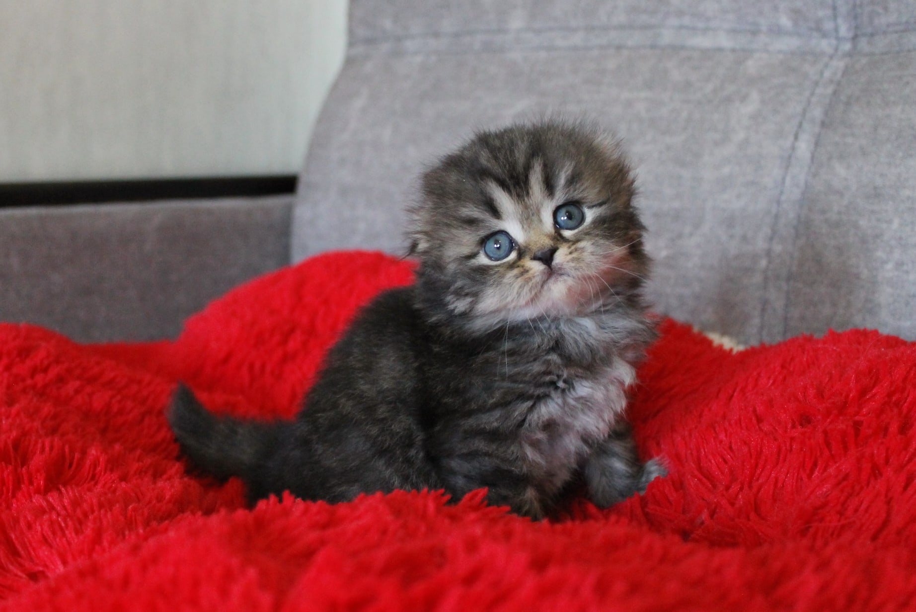 Надеюсь, мягкий плед, сможет отвлечь от вашего отсутствия