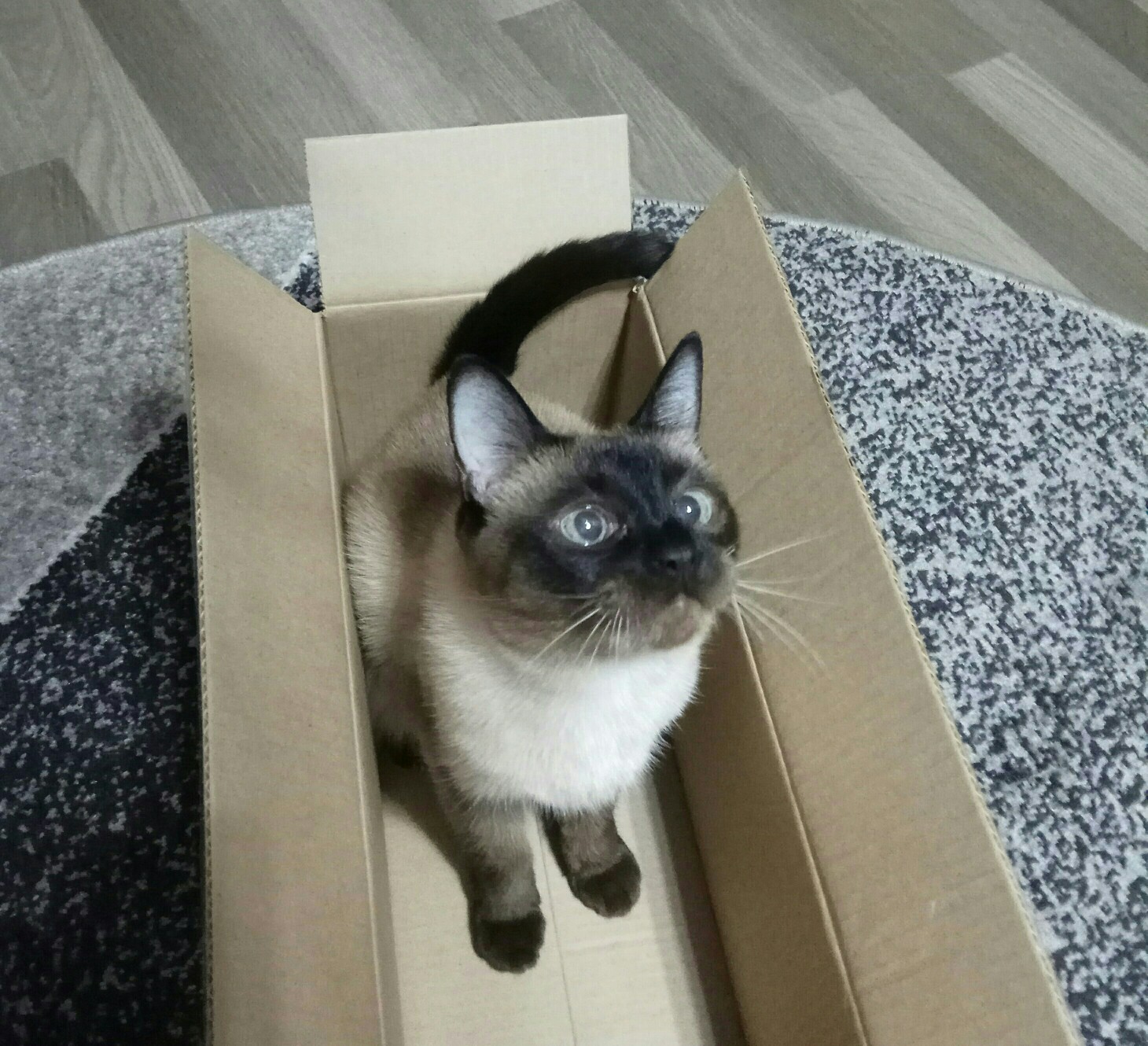 Не подходить, я за коробочку и поцарапать могу