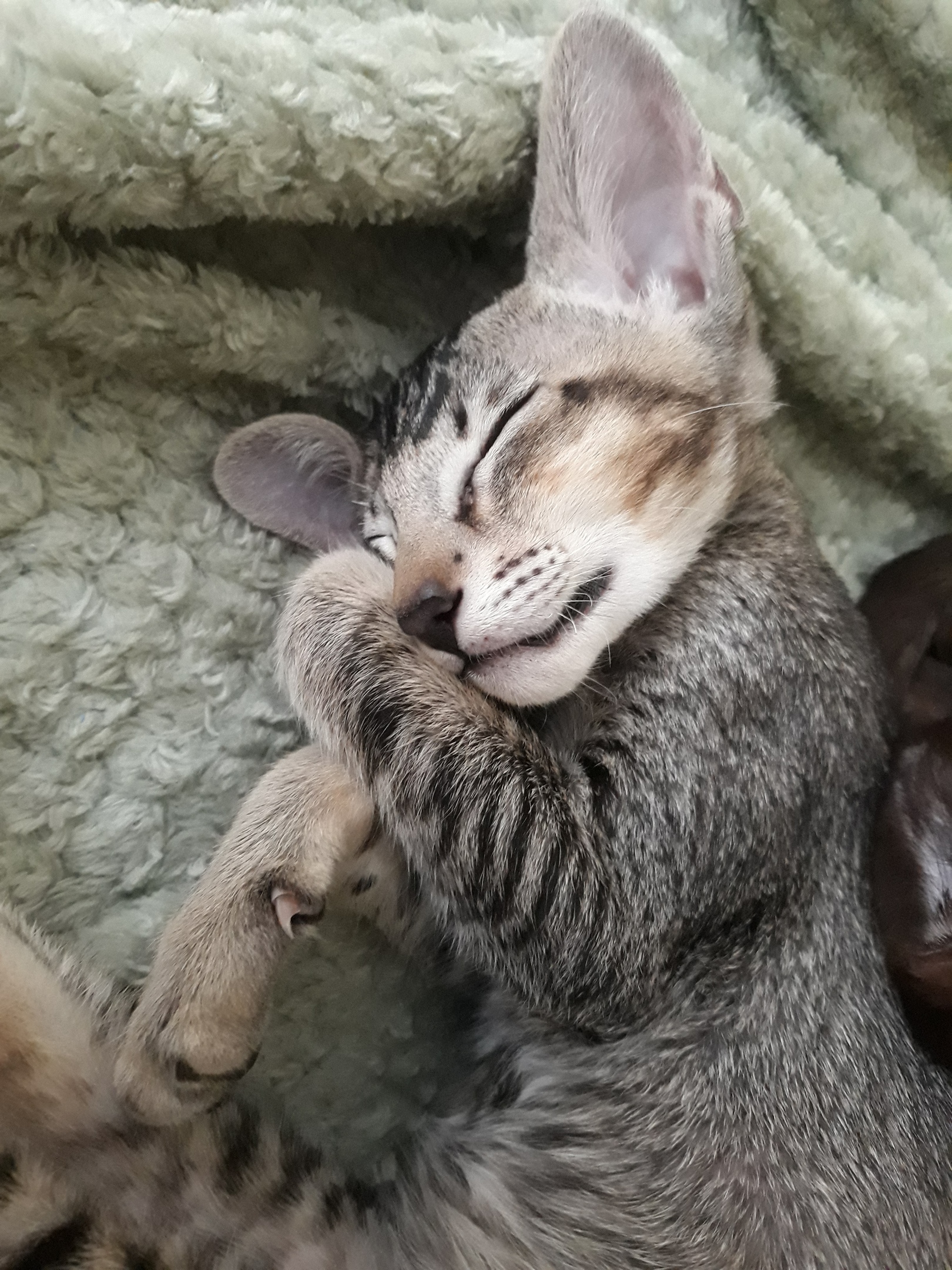 Не будите, кушать захочу сам встану