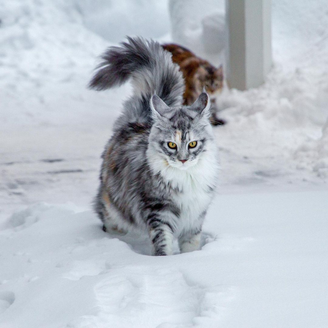 По снегу бежать тяжело, но меня никто не сможет догнать