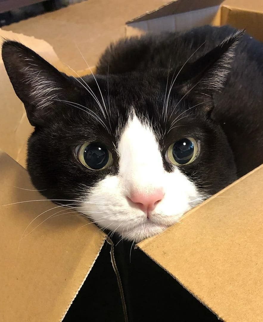 Из коробки вылазить нельзя, а то хозяева сразу её выкинут