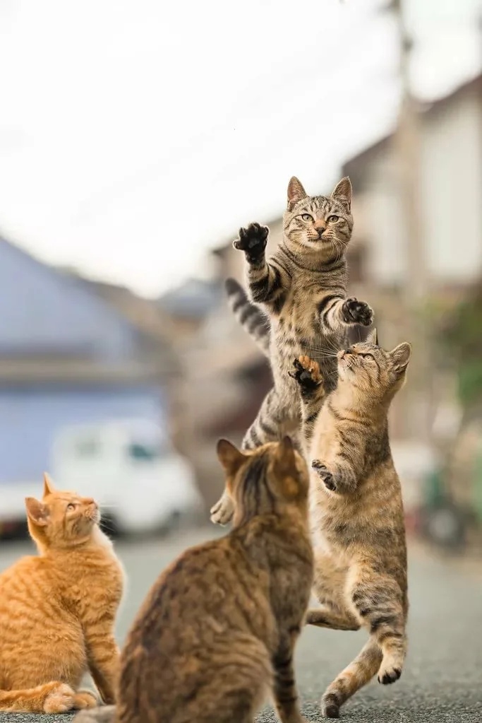 Батл по - кошачьи