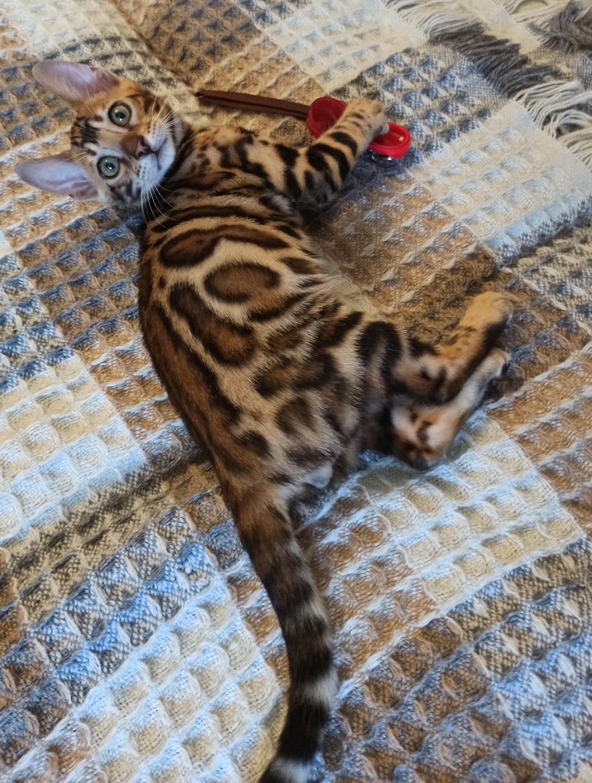 Может купите мне игрушки, чтобы я с вашими вещами не играл