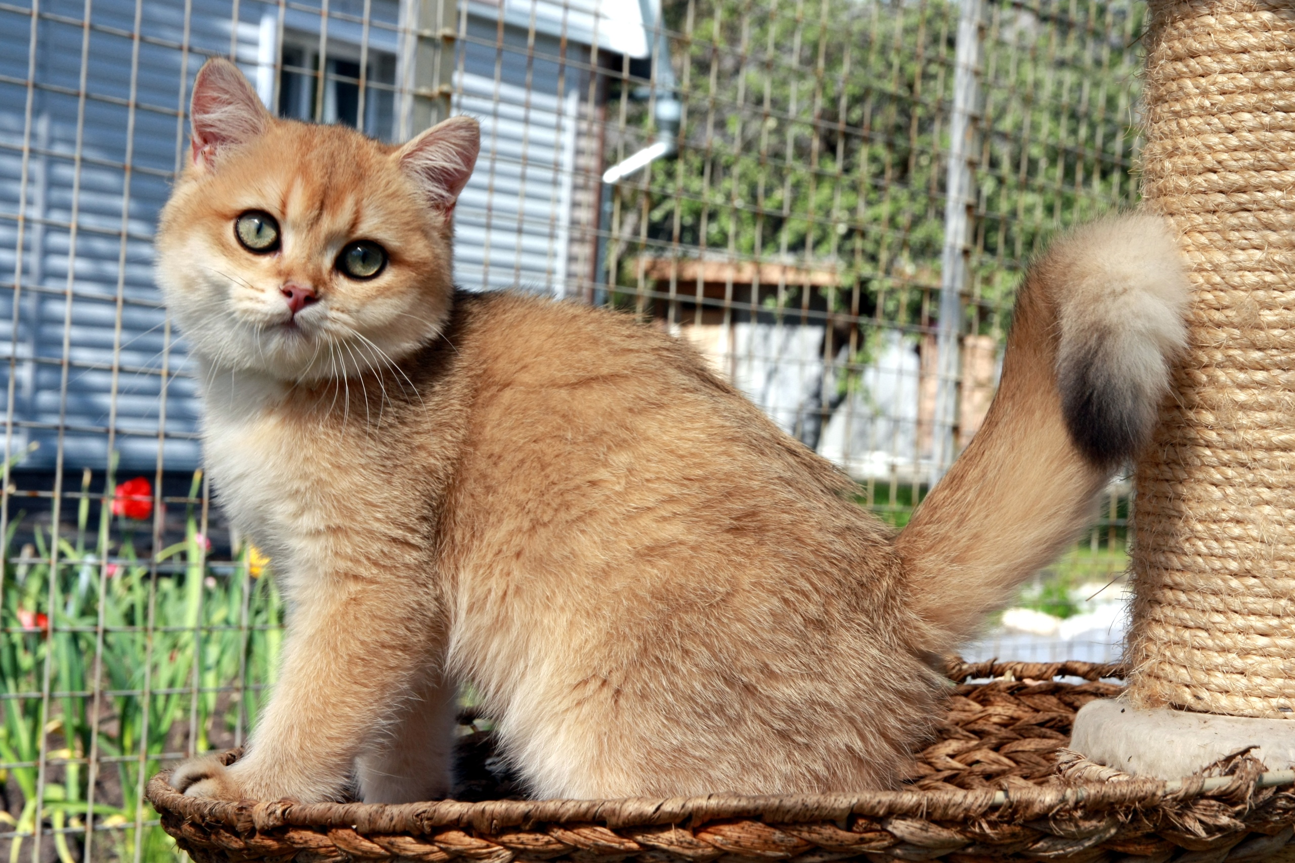У соседей красивые цветочки растут, а у нас почему таких нет