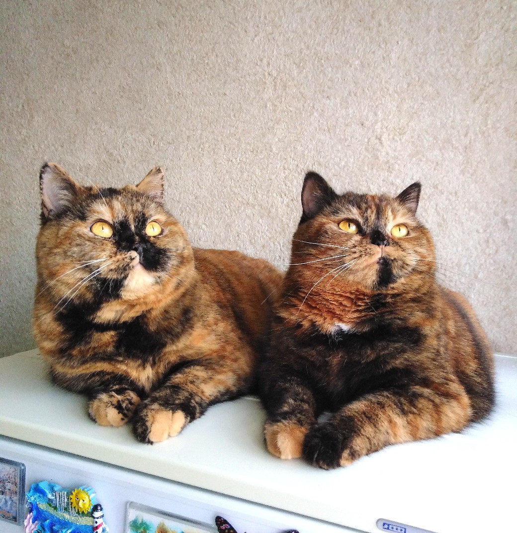 Хранительницы холодильника