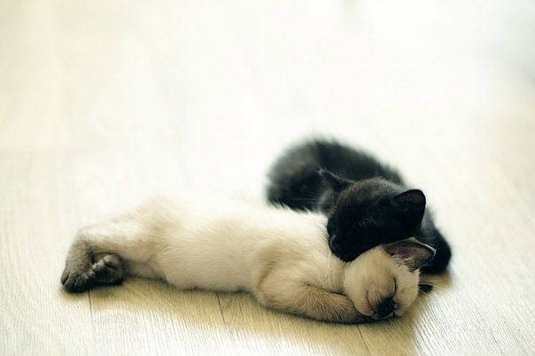 Не надо нам подушки, не надо одеяла, быть бы только вместе