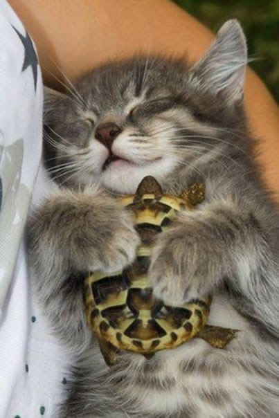 Я с игрушкою своей, никогда не расстаюсь