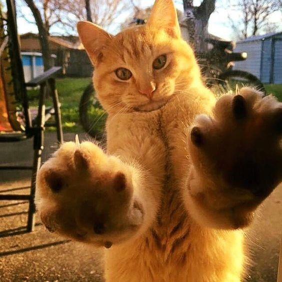 Открывайте скорее, я в гости пришёл