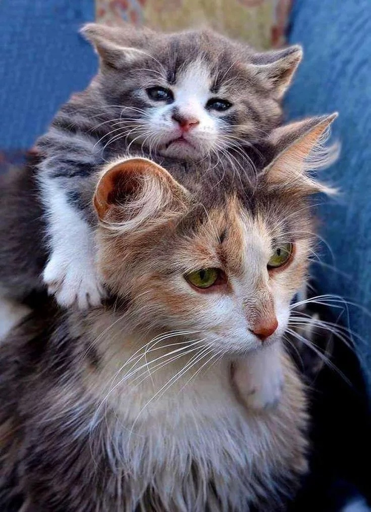 Мама обо мне всегда будет заботиться, я точно знаю