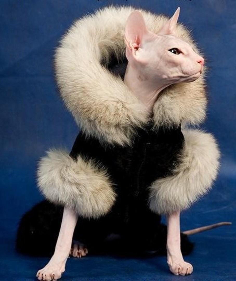 Не мешало бы , мне шубку обновить,в этой я в прошлом году ходила