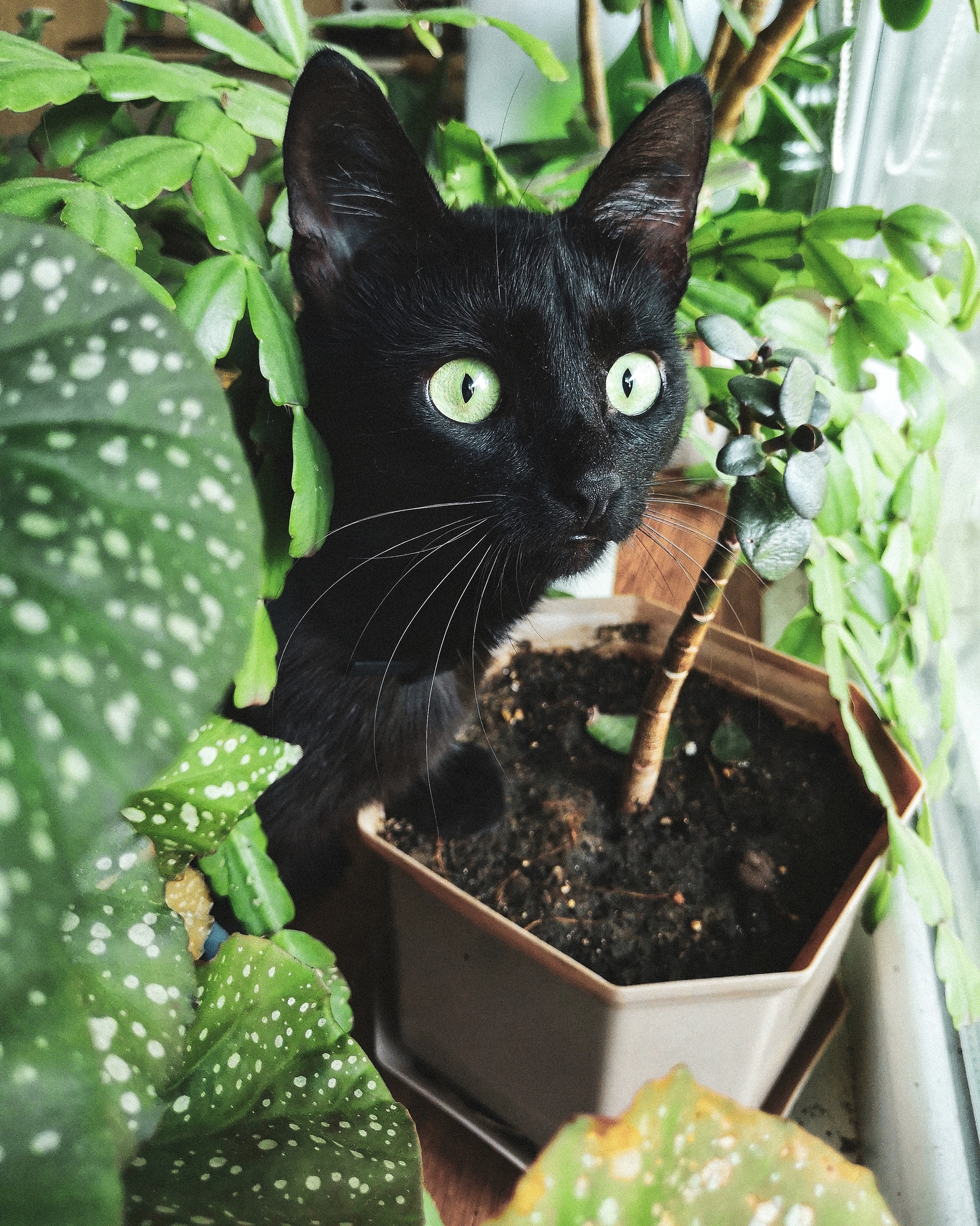 В мои маленькие джунгли кто - то пробрался, надо срочно его прогнать