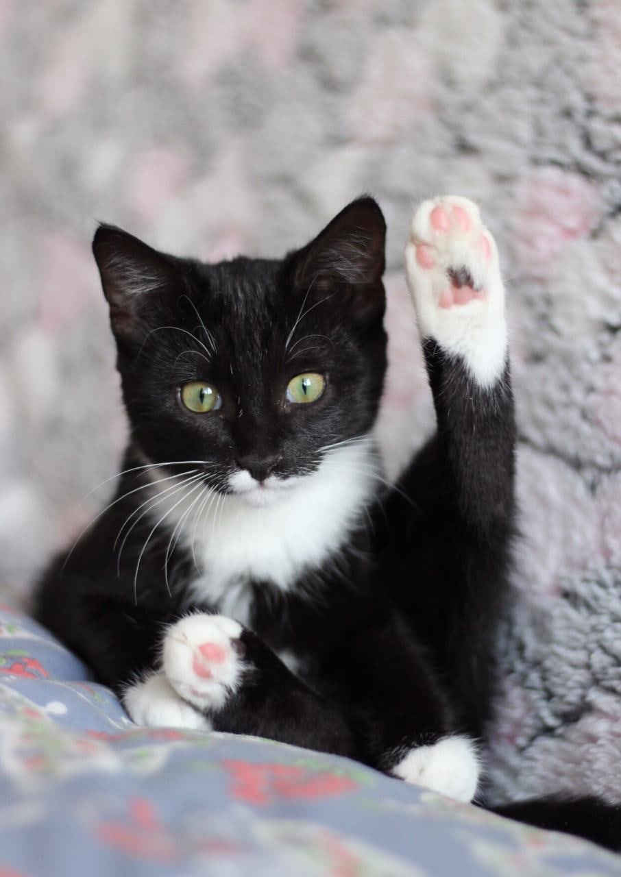 Зарядка - это первое, что делают кошки после пробуждения