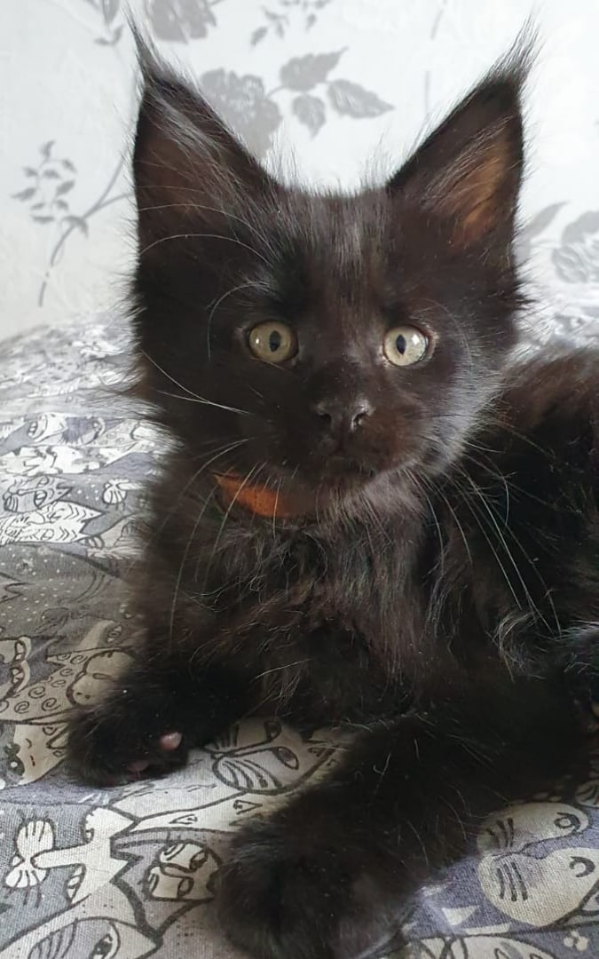 Вы сегодня оставите меня дома одного