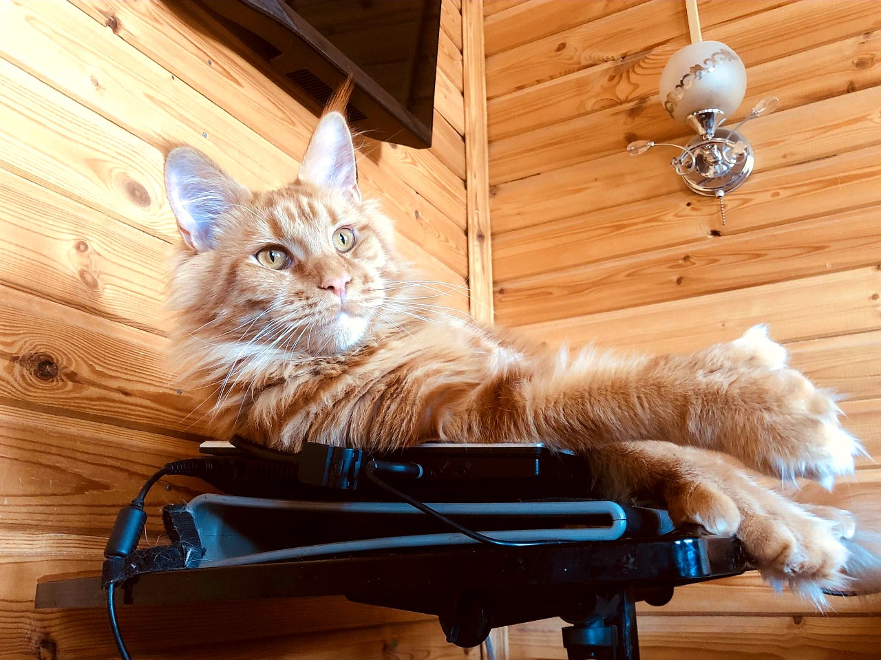 Лежу, не тужу