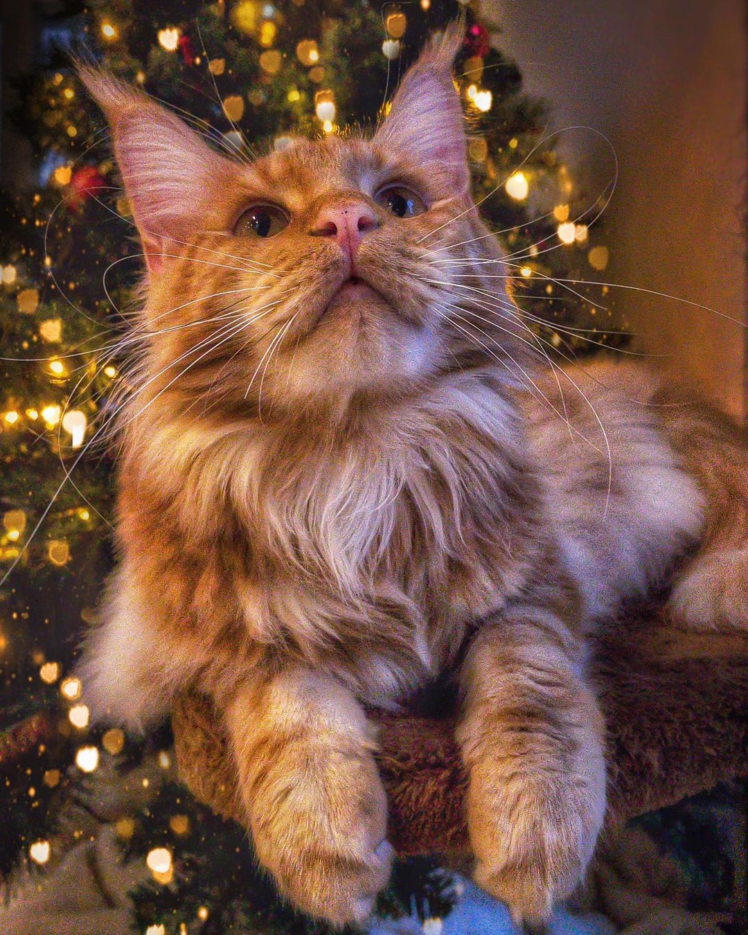 Вы когда на работу уйдёте, мне надо с ёлочкой поближе познакомиться