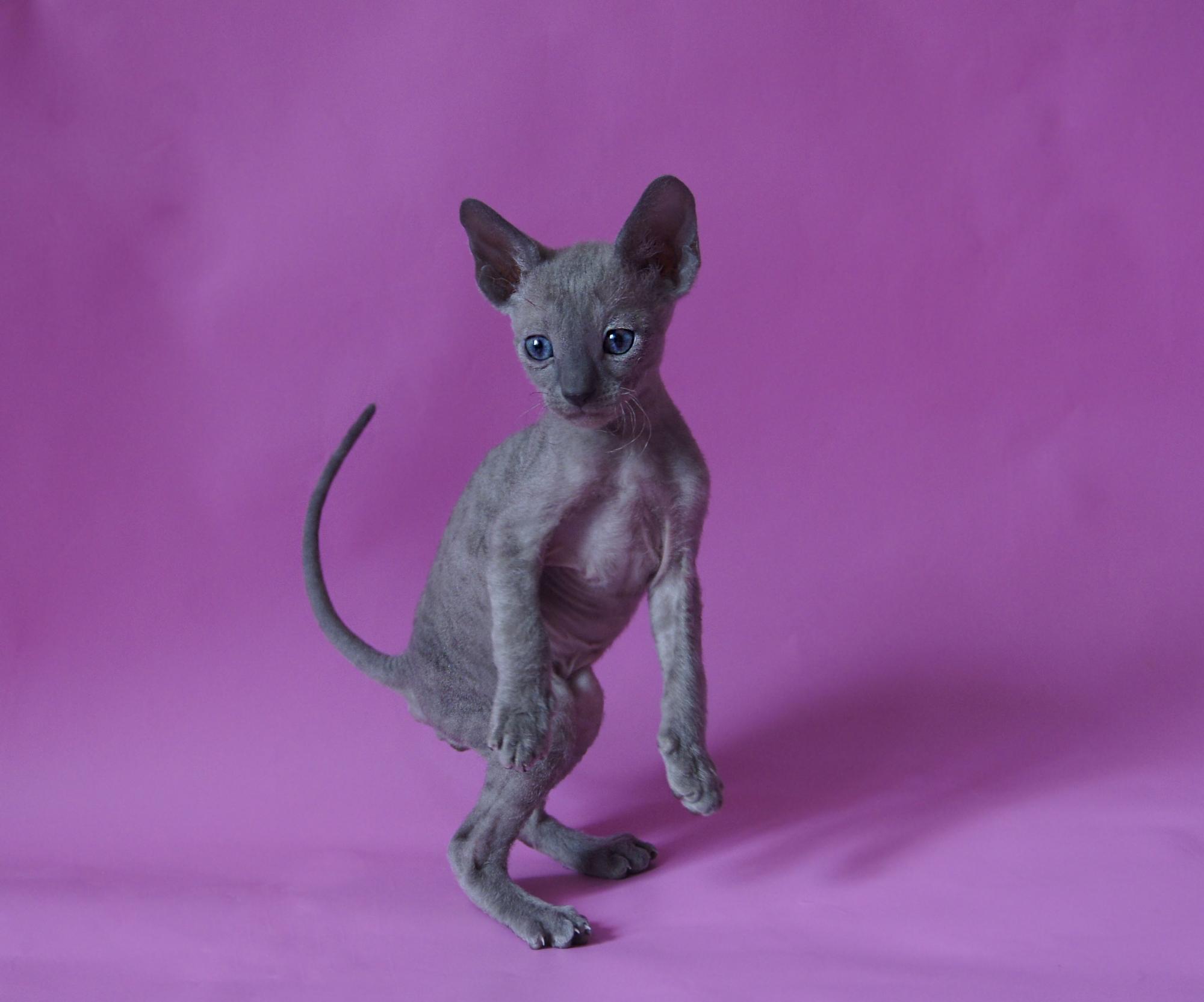 Танцевать охота