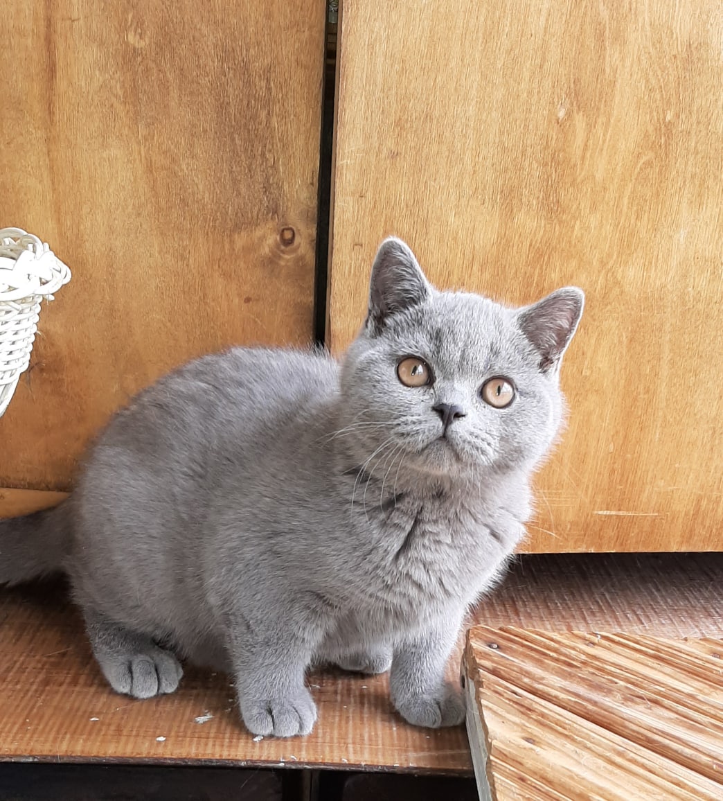 Я в подвал не полезу, я мышей боюсь