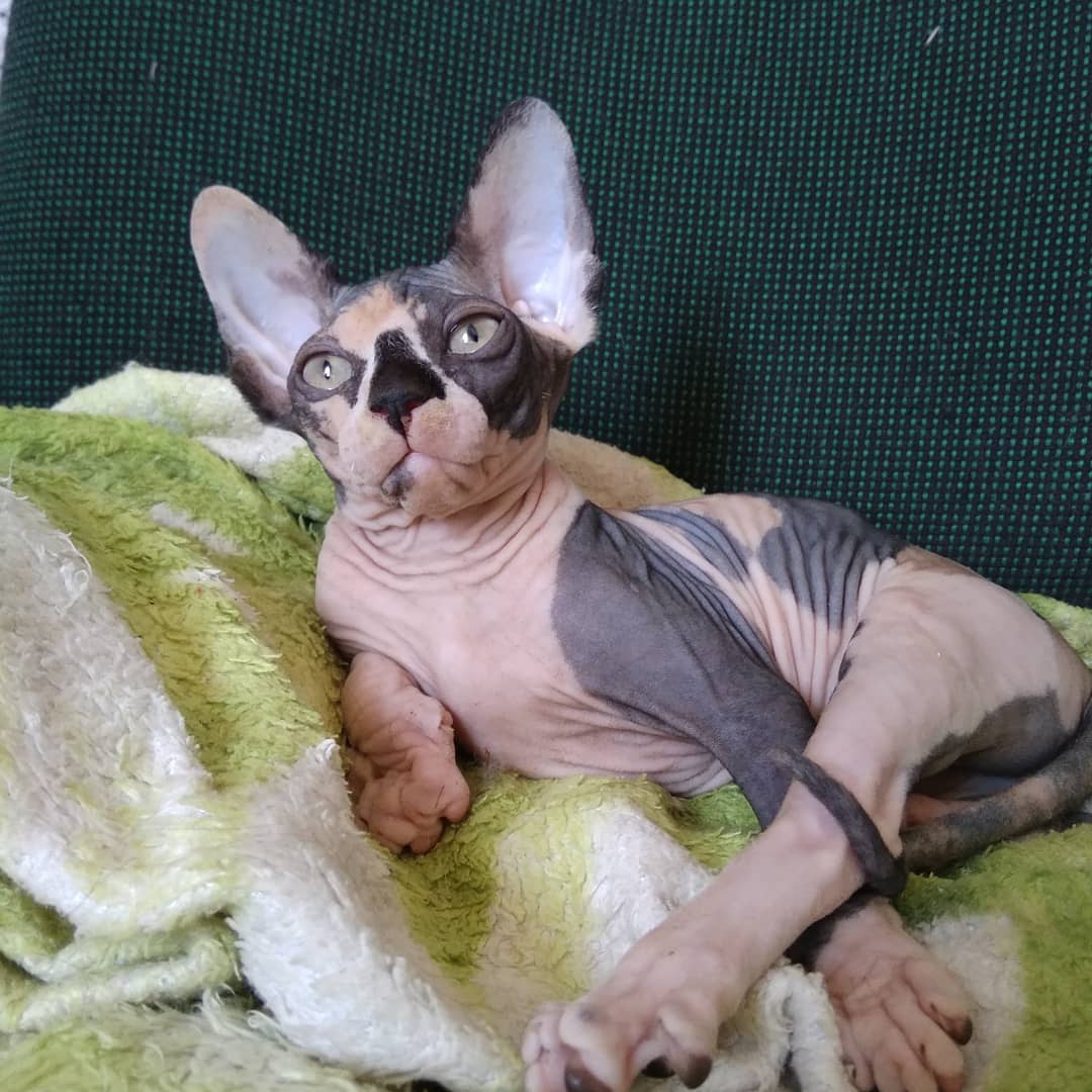 А что, я на жизнь не жалуюсь