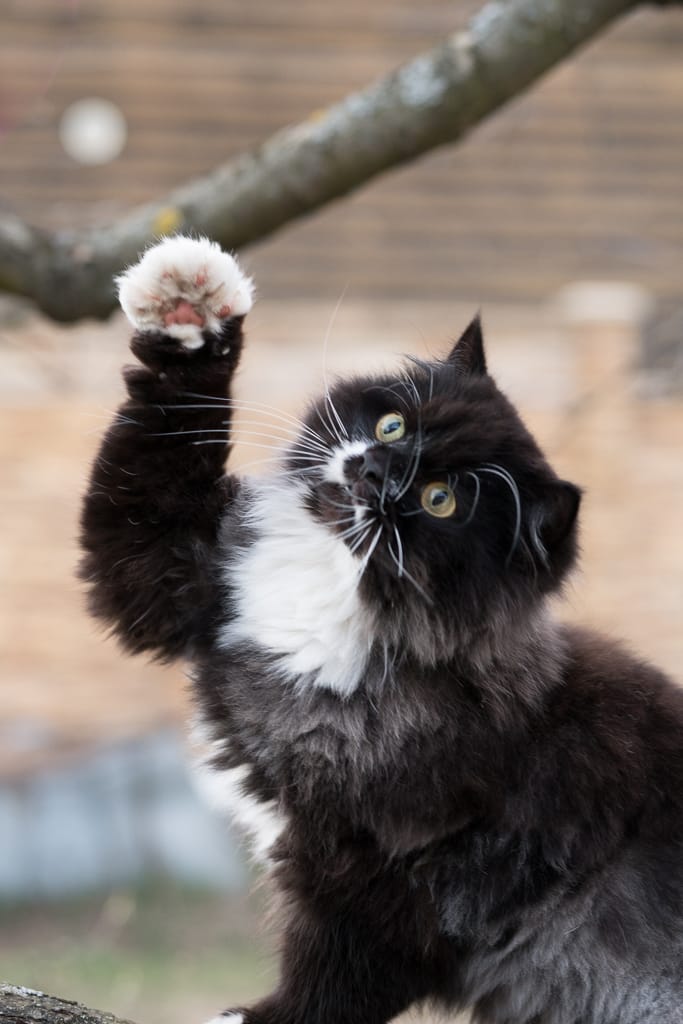 Птичку я поймать хотела, а она вдруг улетела