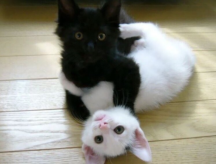 Кто победит не важно, главное весело