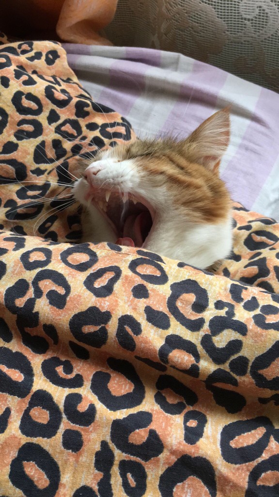 Быстрей бы заснуть, зевота замучила