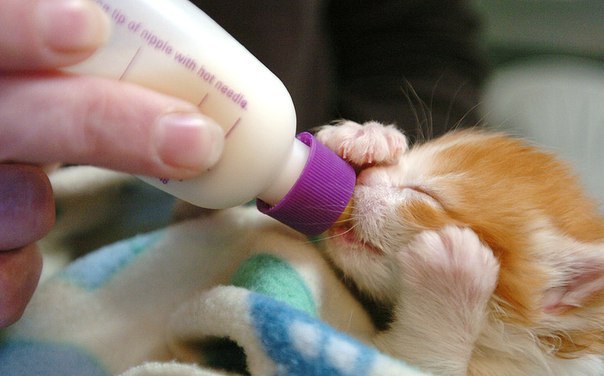 Котёнок пьёт молочко