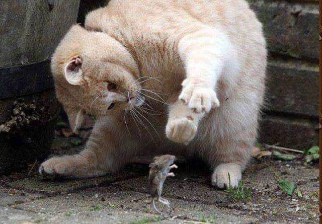 Кошка играет с мышкой