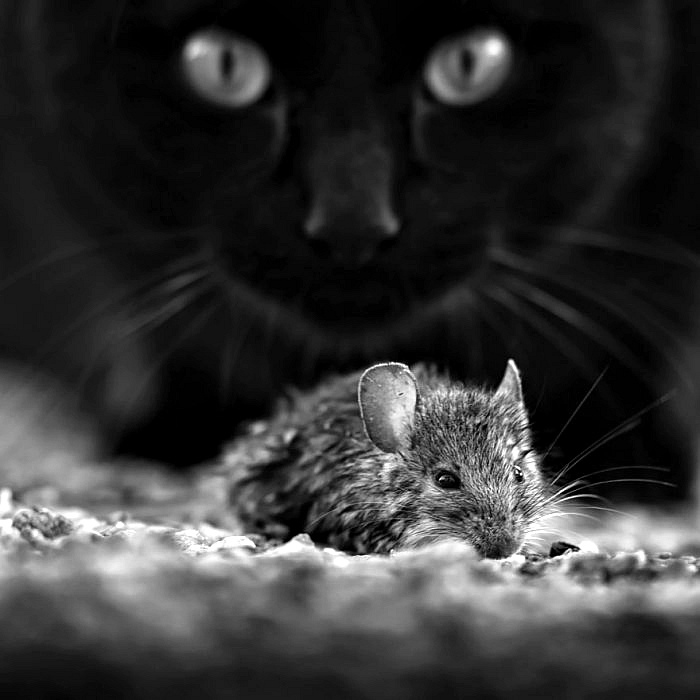Кошка охотится на мышку