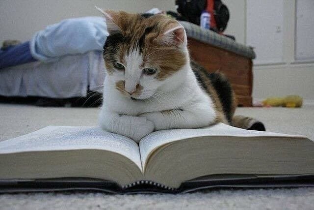 Кошечка читает книгу