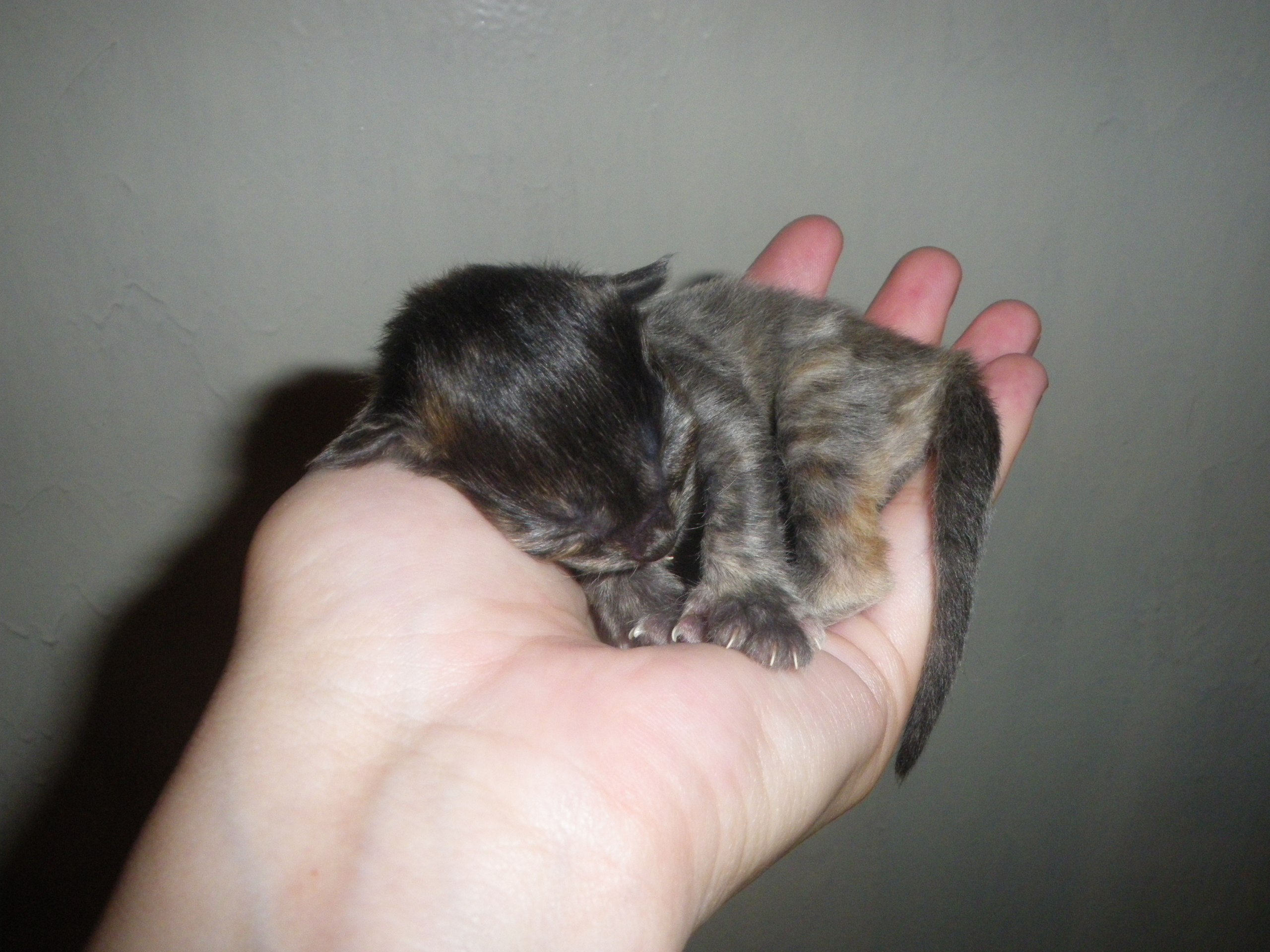 Рука держит спящего котёнка