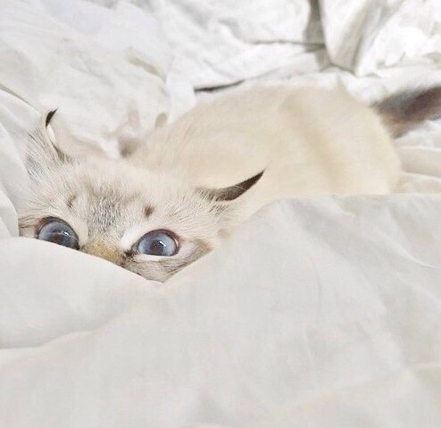 Кошечка спряталась на одеяле