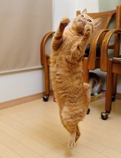 Кошечка танцует