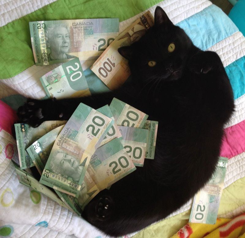 Кошечка и деньги