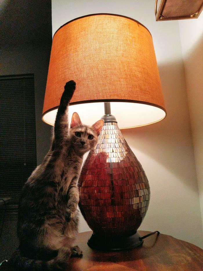 Кошечка и лампа
