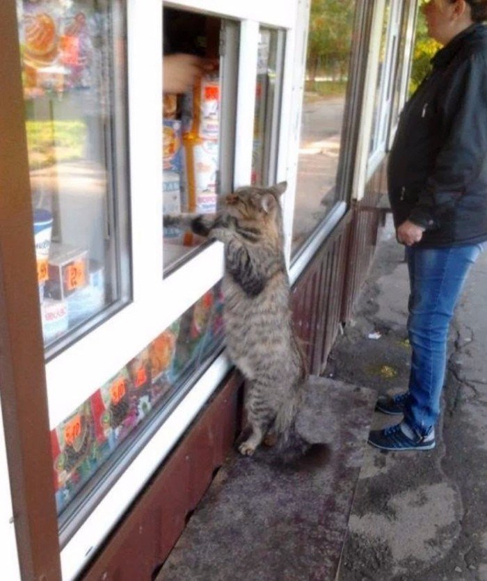 Кот покупает колбасу
