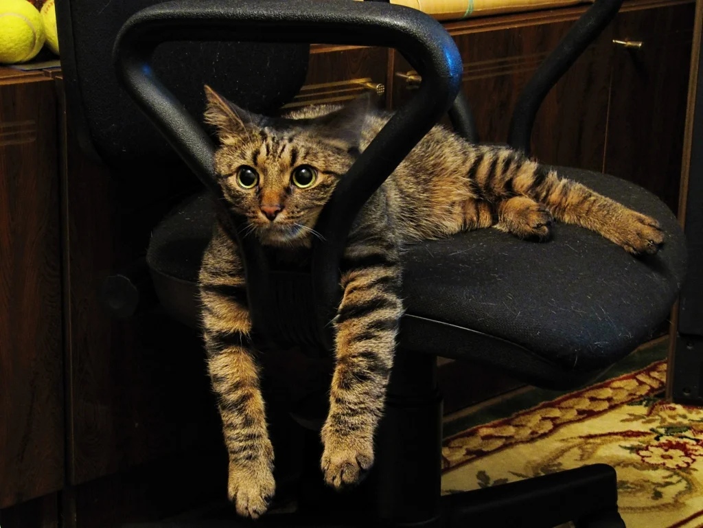 Кашеобразный стул у котенка