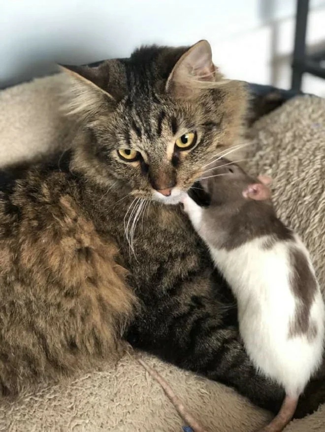 Кошка и крыска