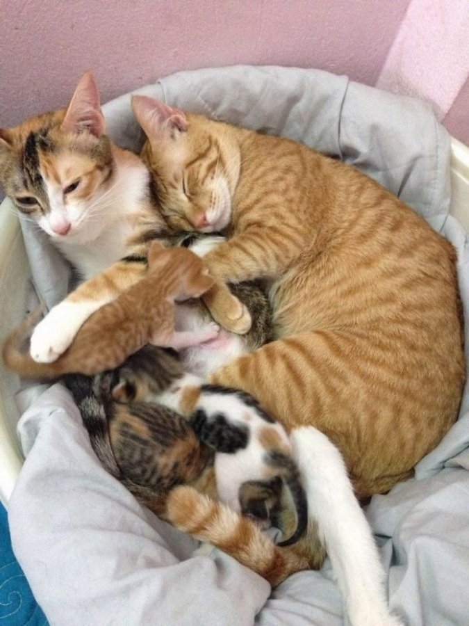 Кошачья семья отдыхает