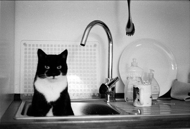 Котик в раковине