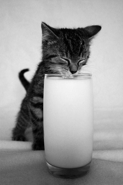 Котёнок и стакан молока