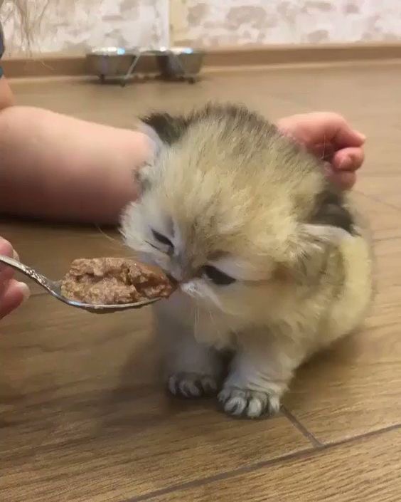 Котёнок кушает с ложечки
