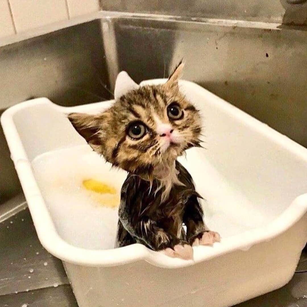 Кошечка в ванночке