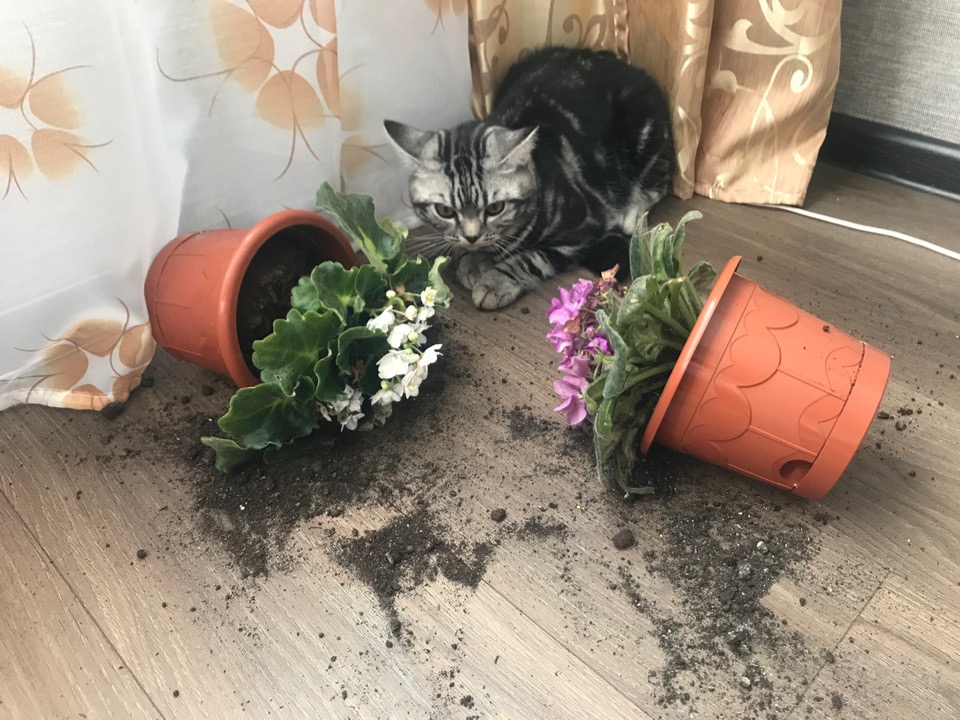 Кошечка свалила цветы