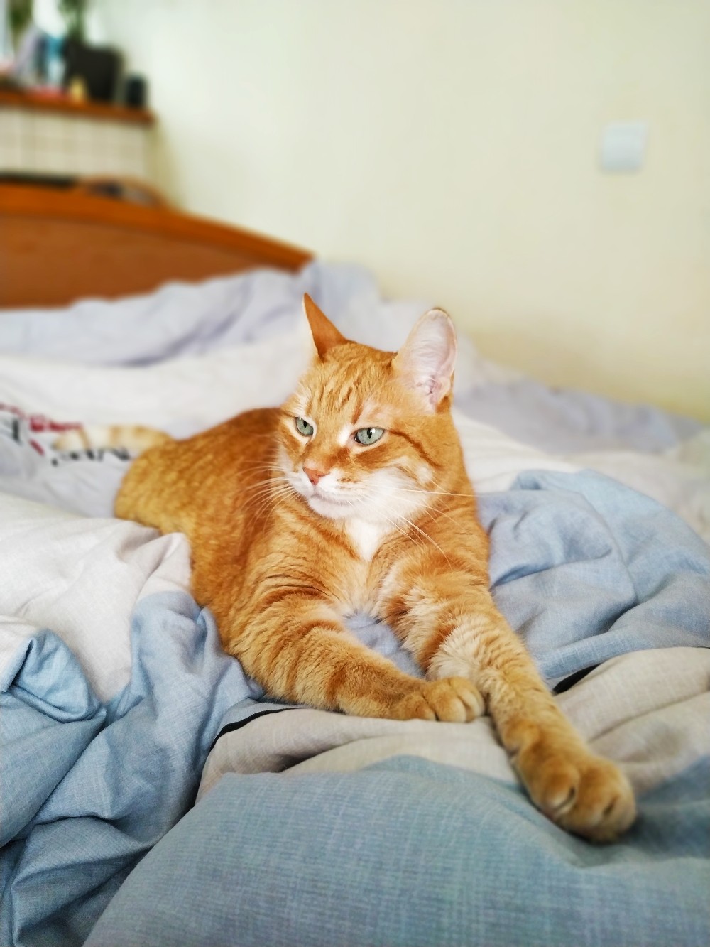Рыжий котик на постели